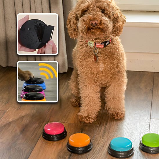 clic-dapprentissage-chien-click-clic-assis-brun-chien