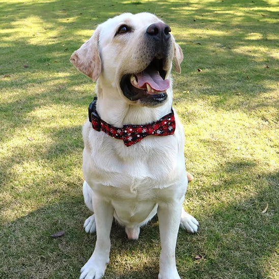 collier-chien-collar-avec-le-beau-noeud-papillon-rouge