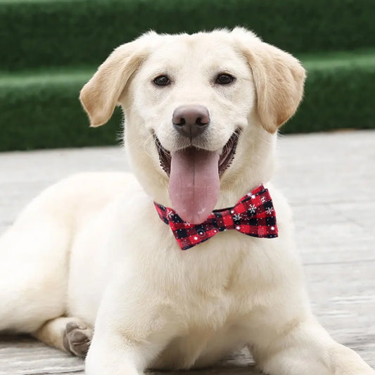collier-chien-collar-avec-noeud-papillon-rouge