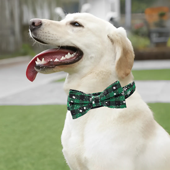 collier-chien-collar-avec-noeud-papillon-vert-sur-le-cote