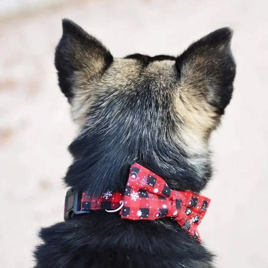collier-chien-collar-noeud-papillon-rouge