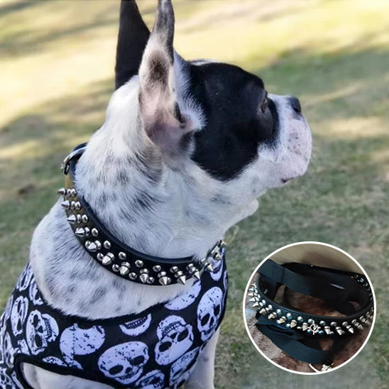 collier-chien-cuir-chien-avec-autre-laisse