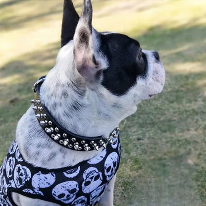 collier-chien-cuir-chien-blanc