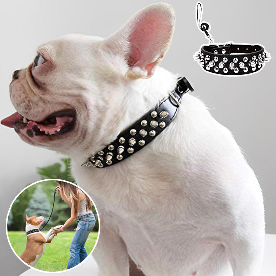 collier-chien-cuir-couleur-noir-en-contact-avec-sa-maitresse