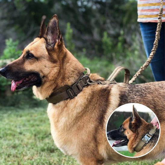 collier-chien-cuir-deux-chien-regarde-loin