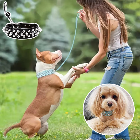 collier-chien-cuir-en-contact-avec-sa-maitresse-et-le-peit-chien-le-regarde