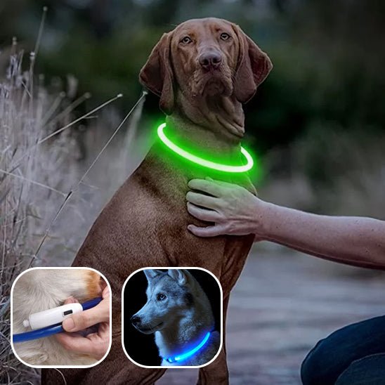 collier-chien-lumineux-lightup-vert-bleu-chien