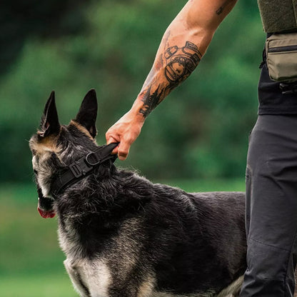 collier-chien-noir-qui-regarde-noir-chien