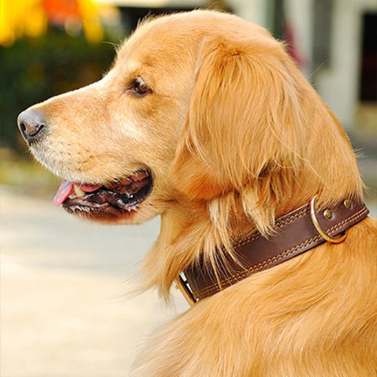 collier-cuir-chien-collardog-brun-chien