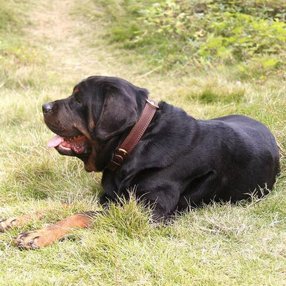 collier-cuir-chien-collardog-brun-noir-chien