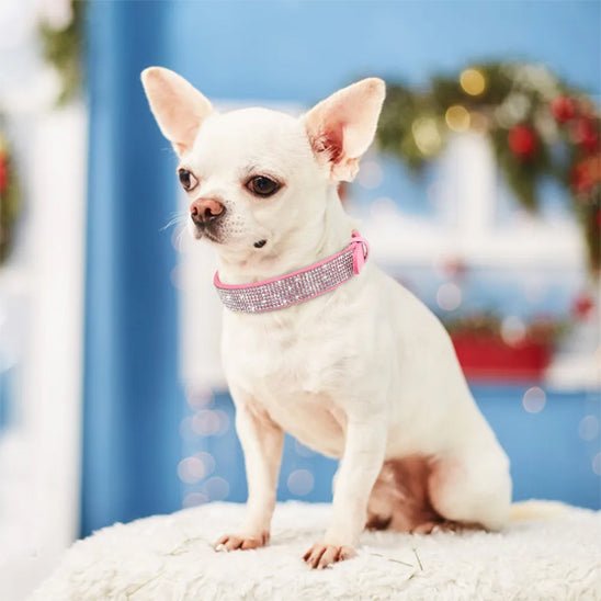 collier-cuir-chien-dogcollars-rose-chien