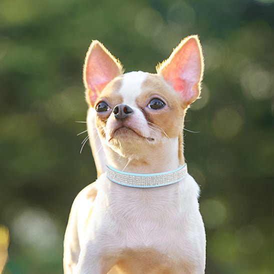 collier-cuir-chien-dogcollars-vert-blanc-chien