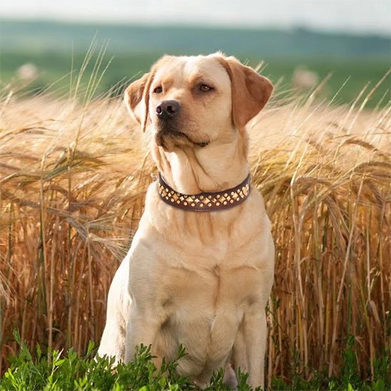 collier-cuir-chien-dogleather-brun-blanc-chien