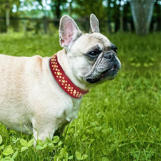 collier-cuir-chien-dogleather-rouge-debout-chien