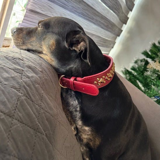 collier-cuir-chien-dogleather-rouge-noir-chien