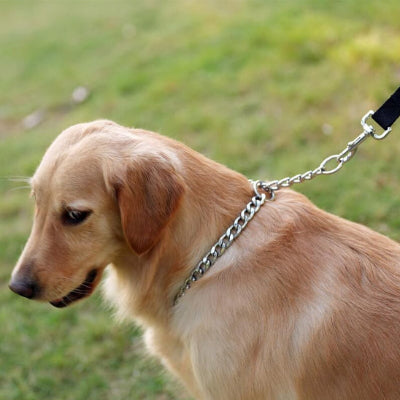 Collier étrangleur chien DogCho assis brun argenté chien