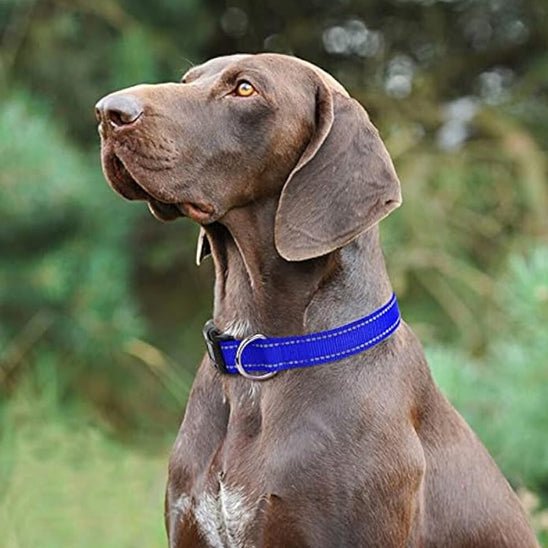 collier-lumineux-chien-doglight-bleu-brun-chien