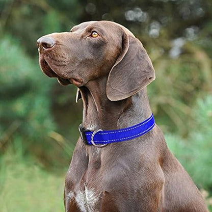 collier-lumineux-chien-doglight-bleu-brun-chien