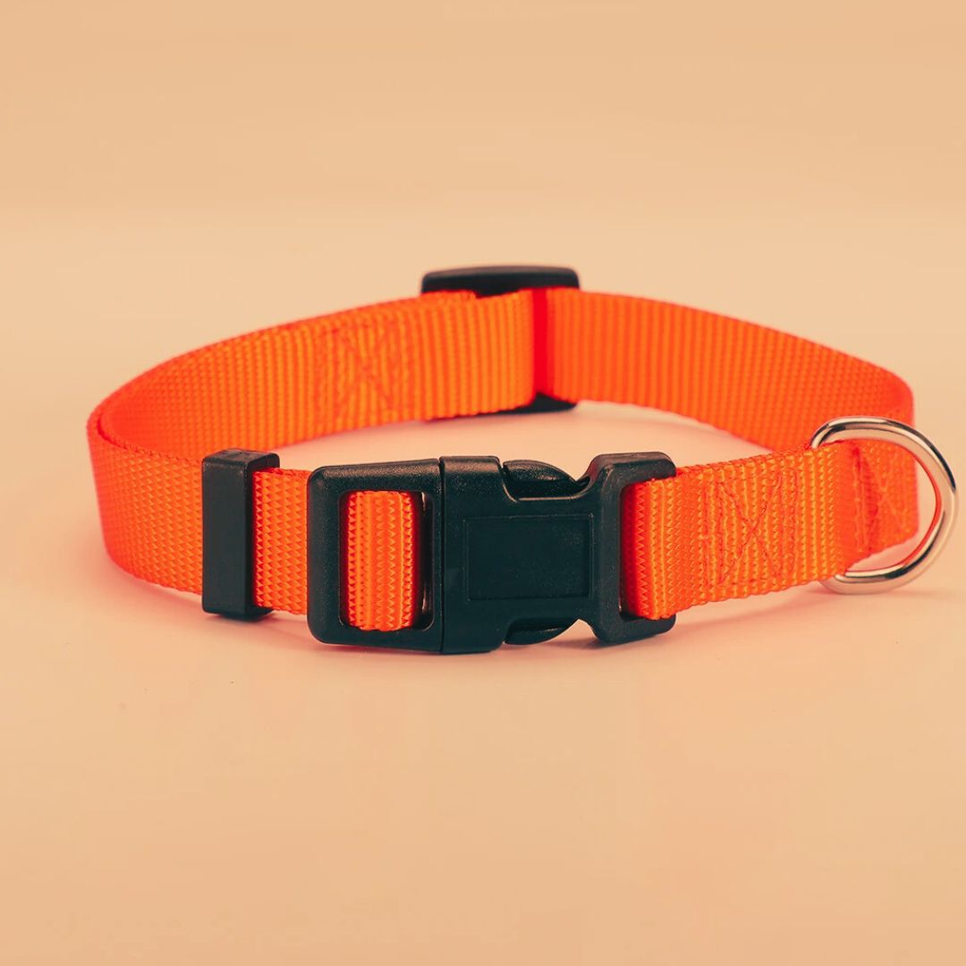 collier-lumineux-chien-doglight-orange