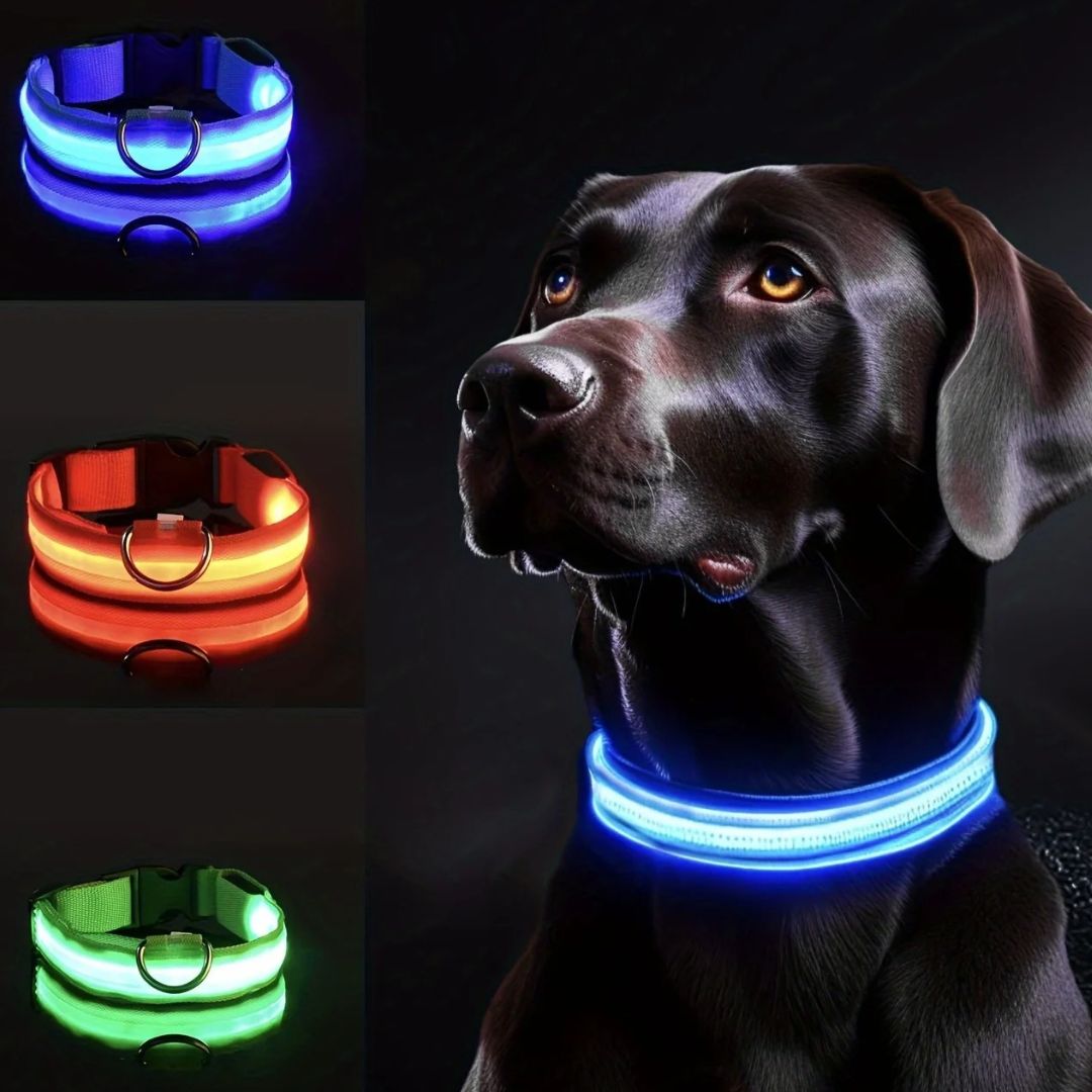 collier-lumineux-chien-lightcollar-bleu-vert-rouge