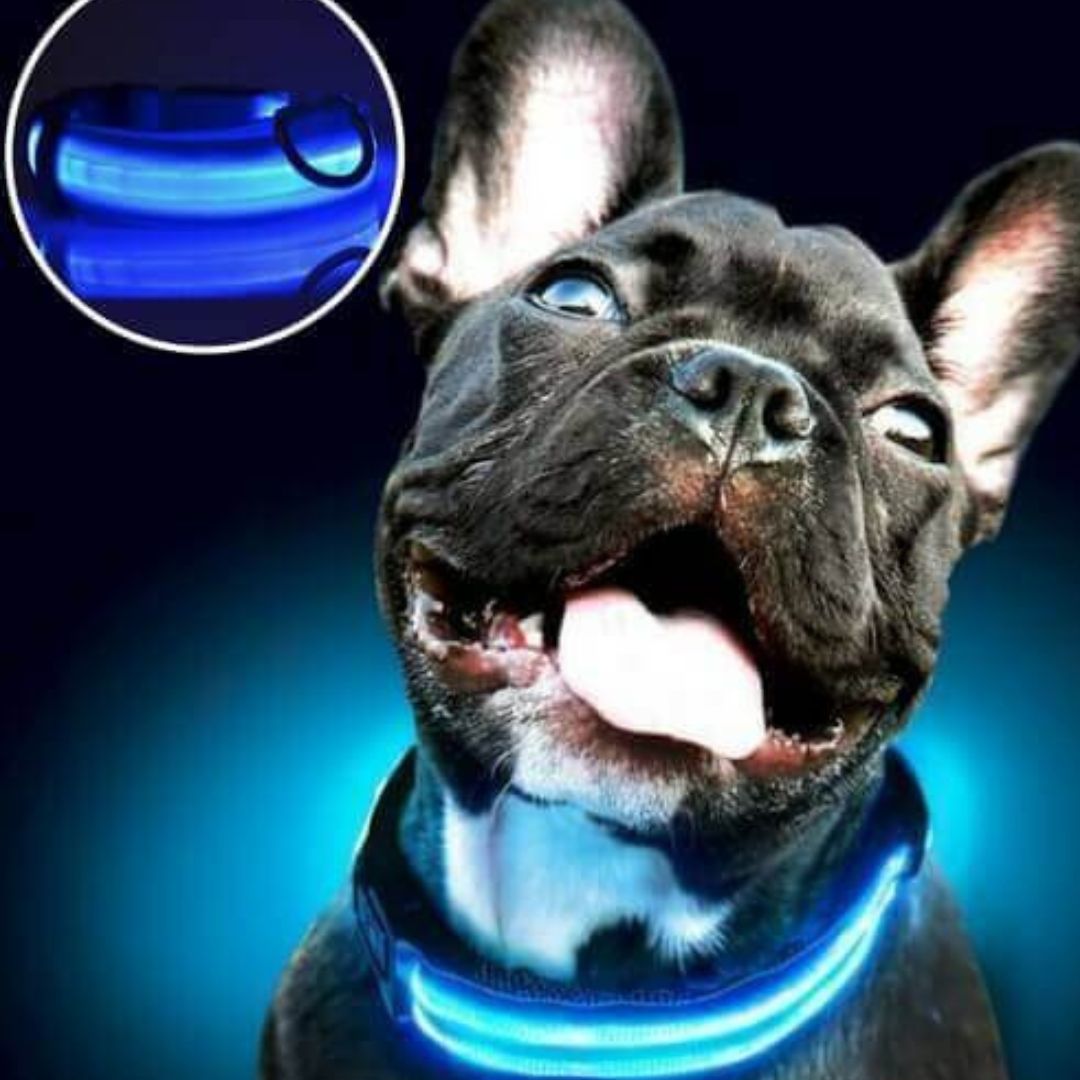 collier-lumineux-chien-lightcollar-bleu