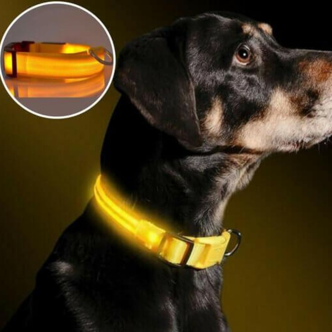 collier-lumineux-chien-lightcollar-jaune