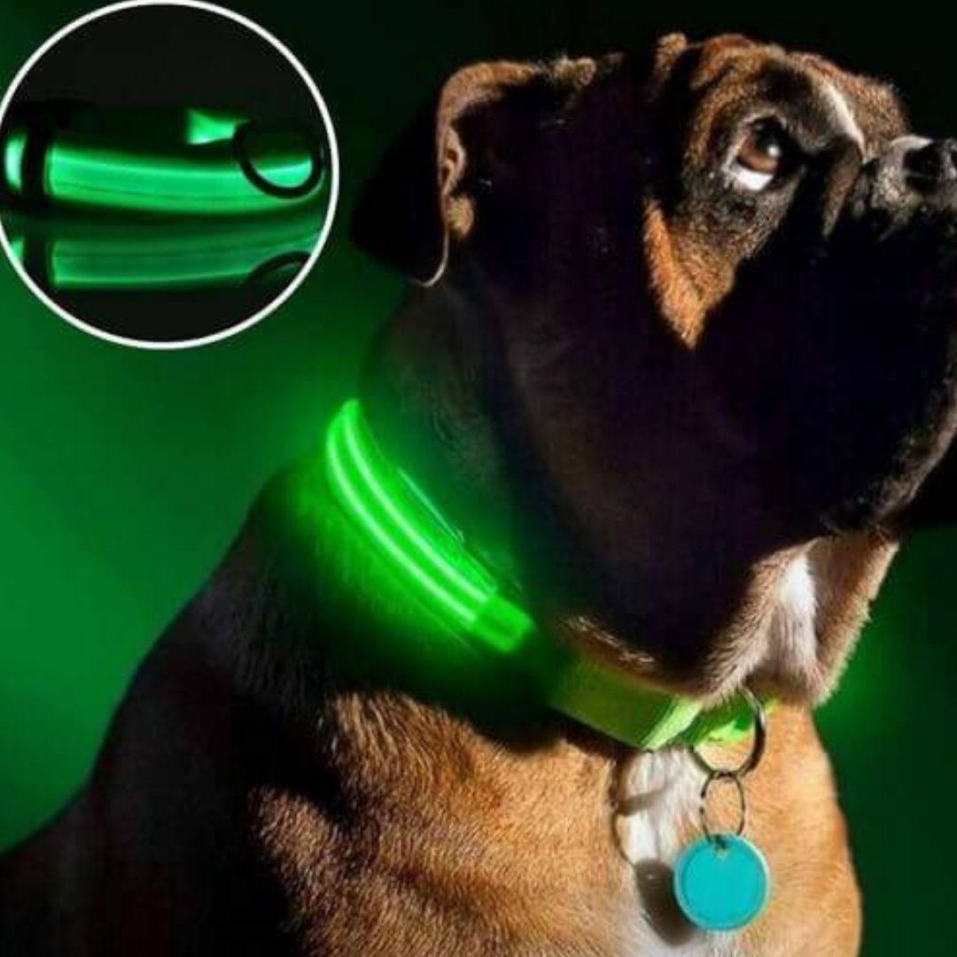 collier-lumineux-chien-lightcollar-vert