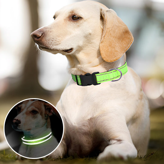 collier-lumineux-chien-lightu-avec-le-collier-vert