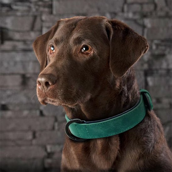 collier-pour-chien-dogcollars-brun-vert-chien