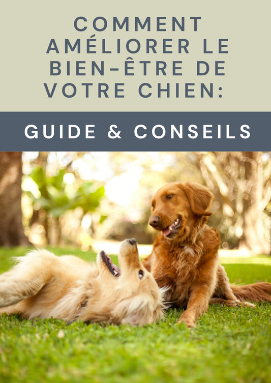 comment-ameliorer-le-bien-etre-de-votre-chien