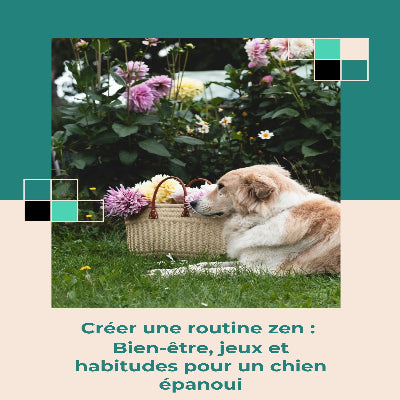 Créer une routine zen, bien-être, jeux et habitudes pour un chien épanoui