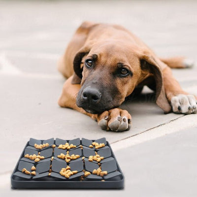 Gamelle anti glouton chien gamglou noir carré coucher