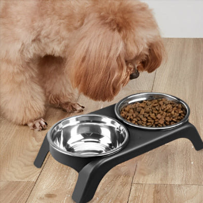 Gamelle chien de dans chien regarde manger