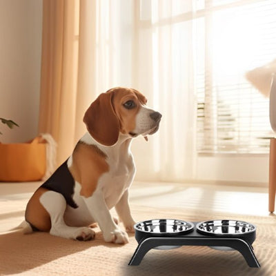 Gamelle chien dish, il regarde son plat