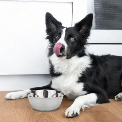 Gamelle chien dogbowl chien coucher
