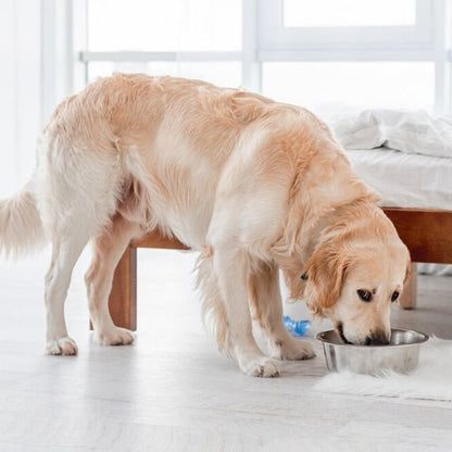gamelle-chien-dogbowl-chien-debout