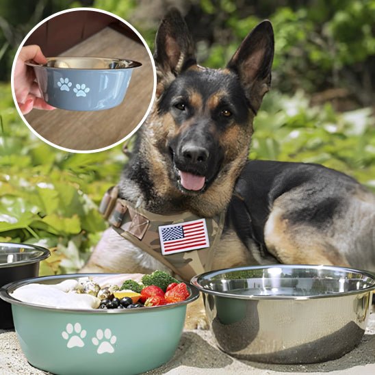 gamelle-pour-chien-dogbowl-coucher-regarde-chien