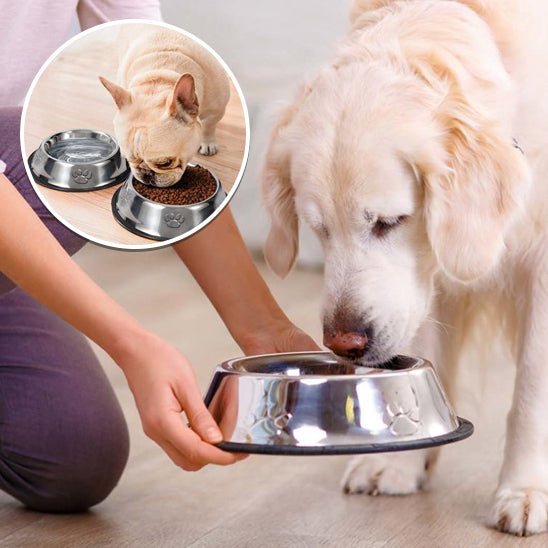 gamelle-pour-chien-dogfood-maitre-bol-chien
