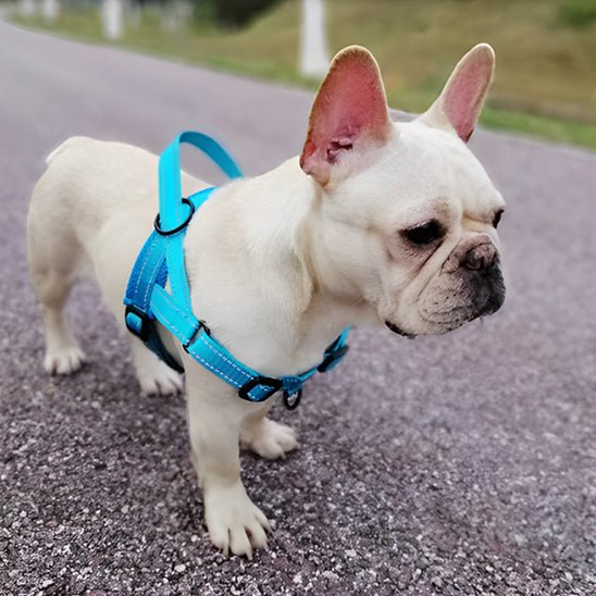 harnais-anti-traction-chien-antitensile-bleu-chien