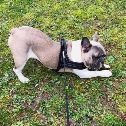 harnais-anti-traction-chien-antitensile-noir-chien
