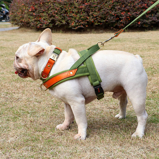 harnais-anti-traction-chien-nopull-arrete-vert-debout-chien