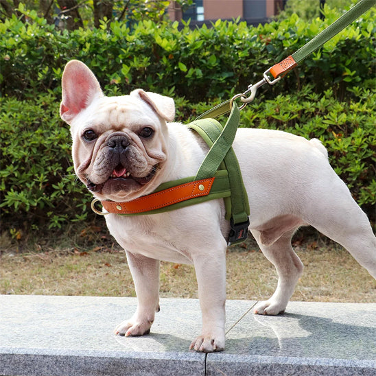 harnais-anti-traction-chien-nopull-vert-arrete-debout-chien