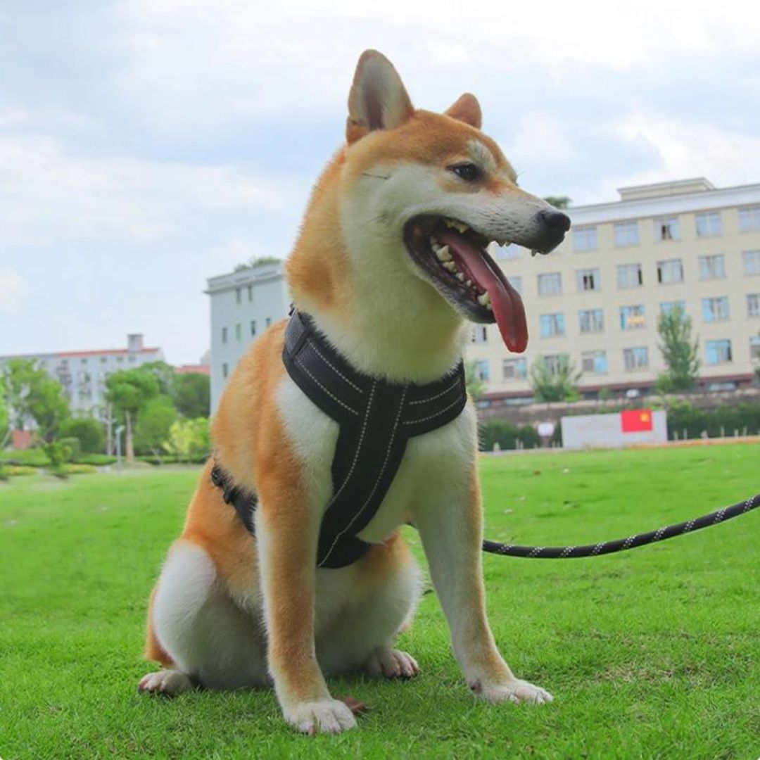 Harnais avec poignée - Harnesses™ - Chien trop content