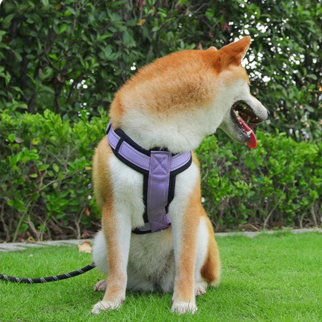 Harnais avec poignée - Harnesses™ - Chien trop content