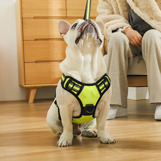 harnais-chien-anti-traction-antipull-blanc-vert-assis-chien