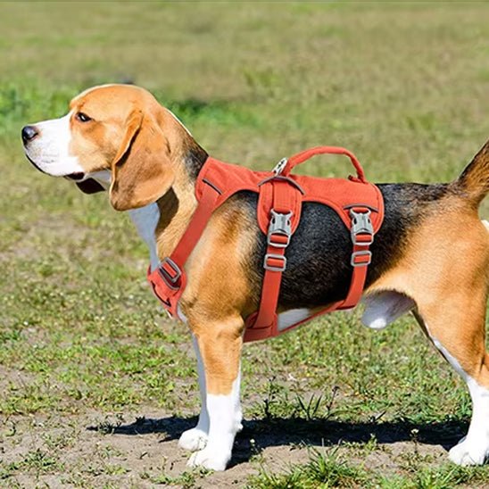 harnais-chien-anti-traction-harnaisja-orange-noir-chien