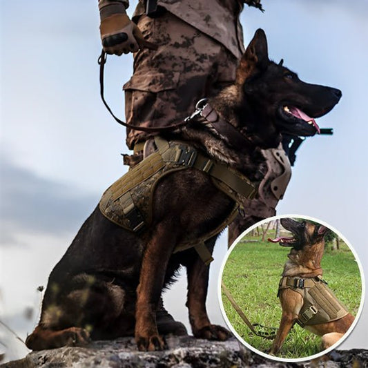 harnais-chien-anti-traction-harnaisjames-assis-chien