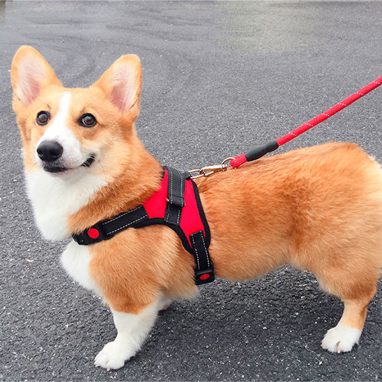 harnais-chien-car-stop-brun-debout-rouge-chien