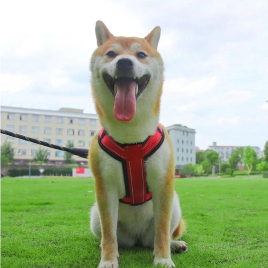 harnais-chien-dog-rouge-brun-chien