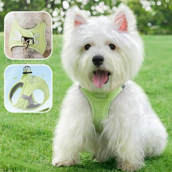 harnais-petit-chien-harnaislucky-blanc-creme-vert-chien